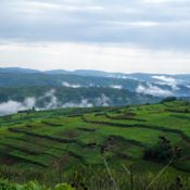 Uganda Landscape